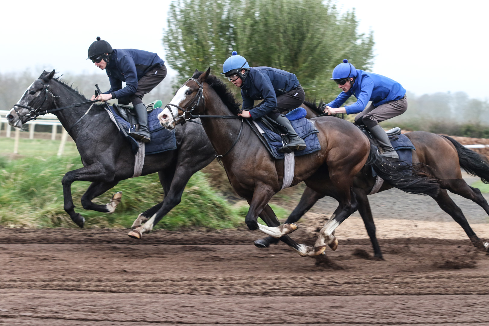 Gallop 5